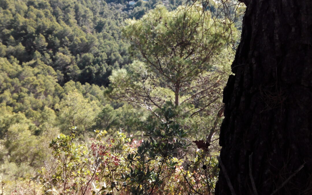 En el bosque