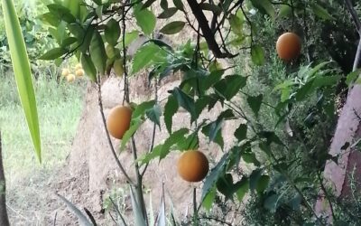 El palacio de la memoria