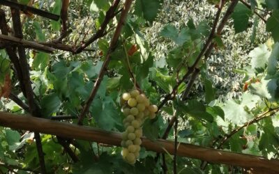 Presencia y descanso