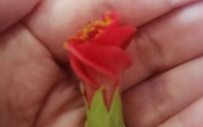 Una rosa es una rosa